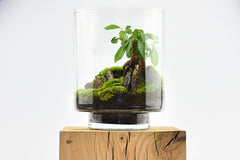 Yamayama Terrarium kit design - Ficus