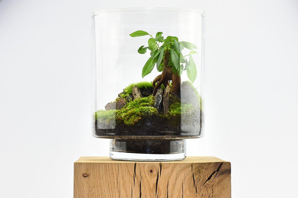 Les 7 meilleurs kits pour faire soi-même un terrarium - Le Parisien