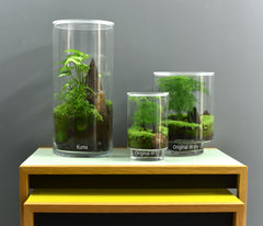 TERRARIUM ORIGINAL #12