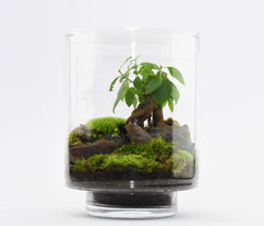 Yamayama Terrarium kit réalisation facile - Ficus