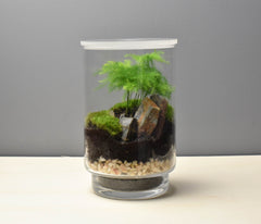 Kit rénovation terrarium plante DIY - TERRARIUM ORIGINAL #12