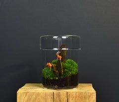 TERRARIUM ZAŌ