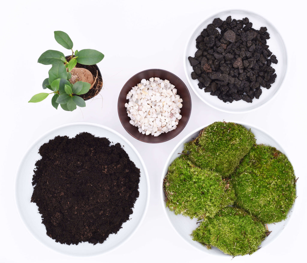 Kit rénovation terrarium plante DIY - TERRARIUM ORIGINAL #19