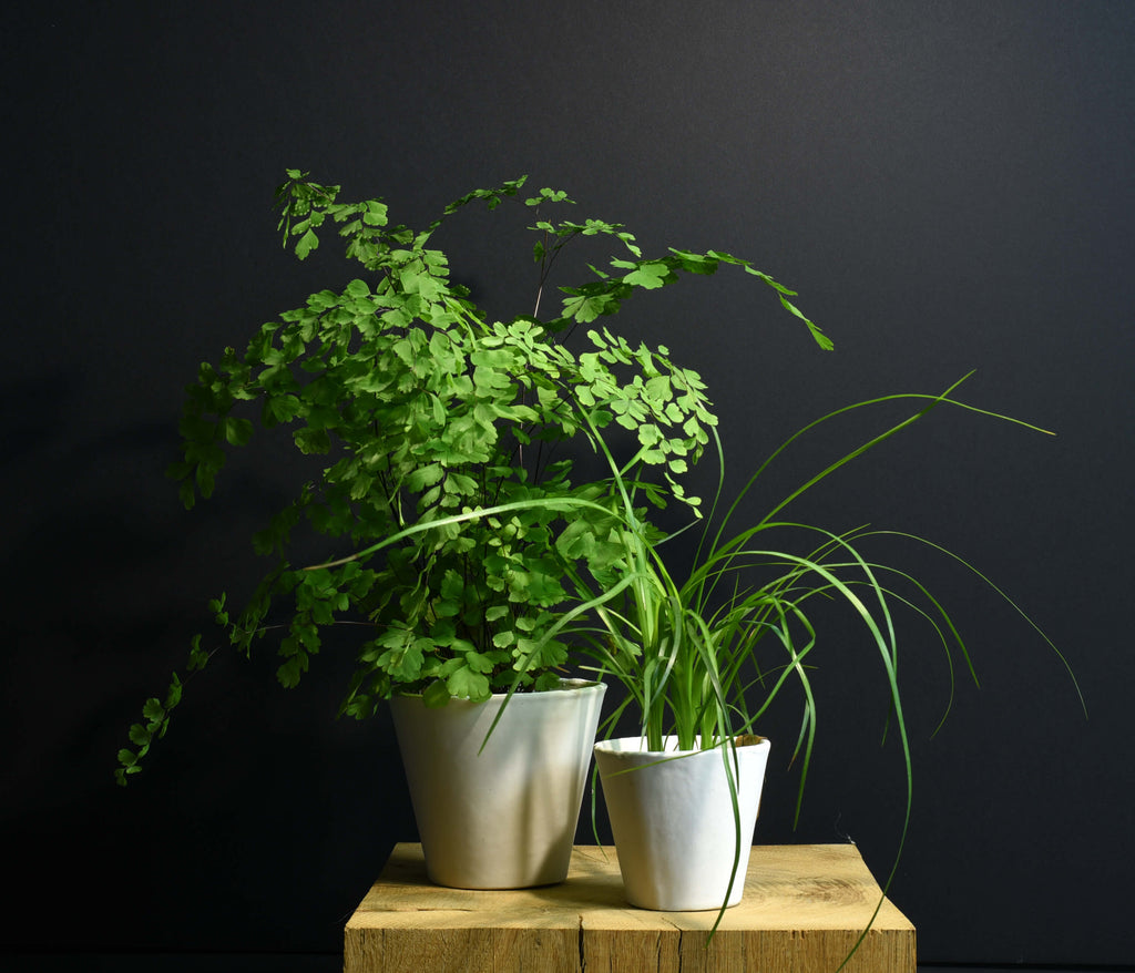 Duo de petits pots blancs en papier imperméabilisé