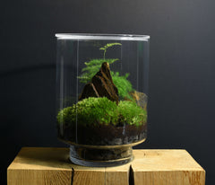 TERRARIUM ORIGINAL #19