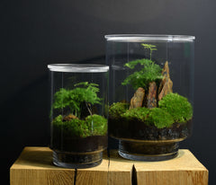 TERRARIUM ORIGINAL #19
