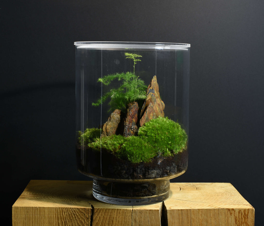 TERRARIUM ORIGINAL #19