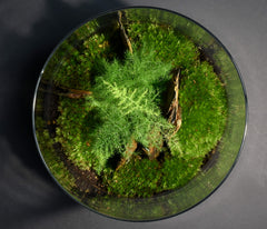TERRARIUM ORIGINAL #19