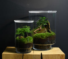 TERRARIUM ORIGINAL #12