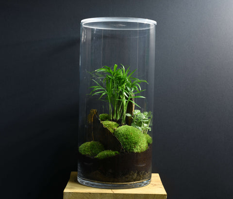 TERRARIUM NYU