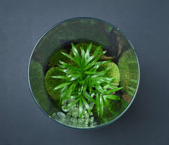 TERRARIUM NYU