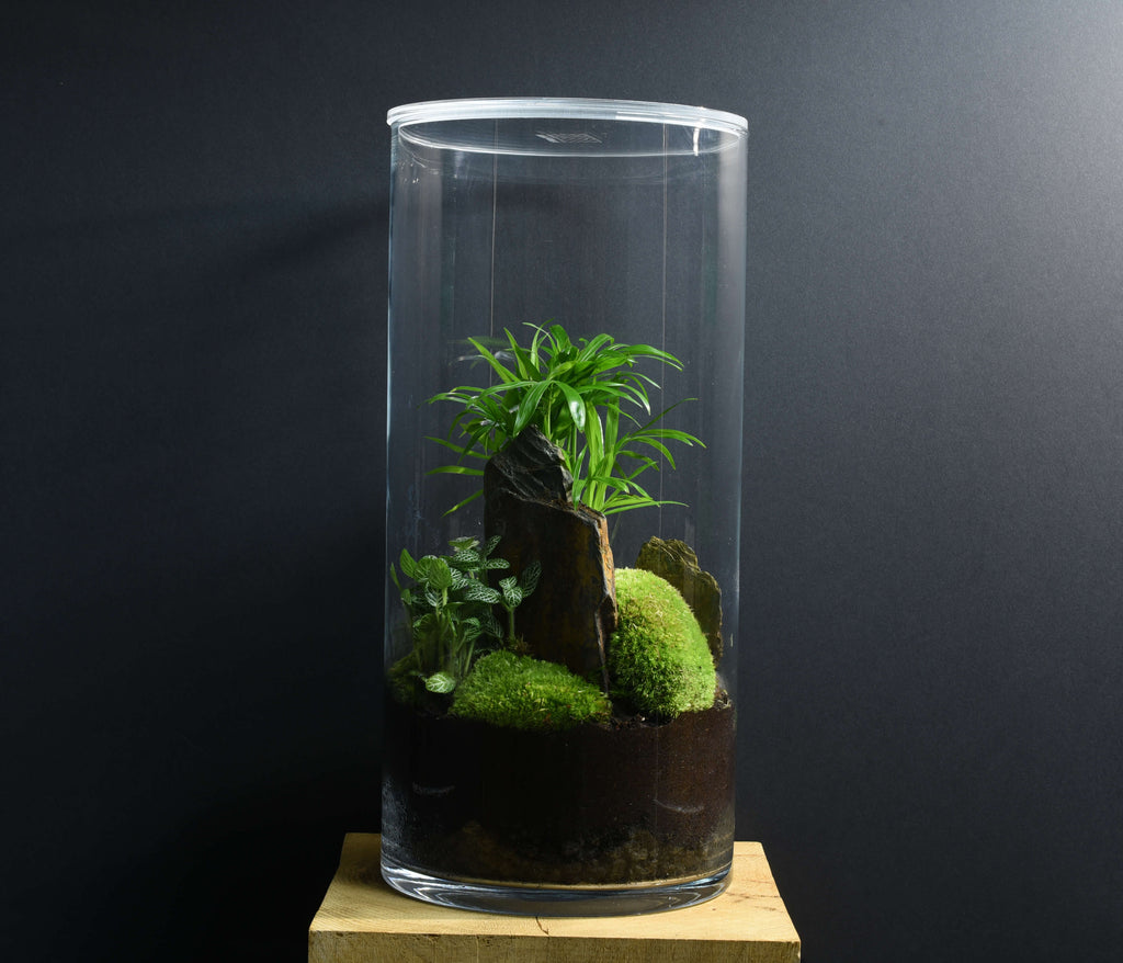 Kit rénovation terrarium plante DIY - TERRARIUM ORIGINAL #12