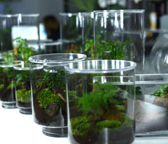 TERRARIUM ORIGINAL #19