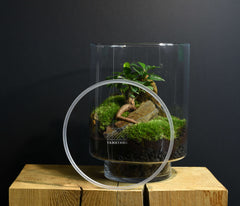 TERRARIUM ORIGINAL #19