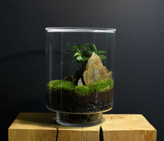 TERRARIUM ORIGINAL #19