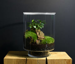 TERRARIUM ORIGINAL #19
