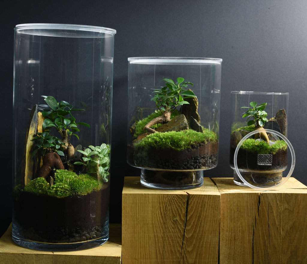 TERRARIUM ORIGINAL #19