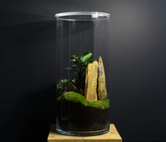 TERRARIUM IWAKI