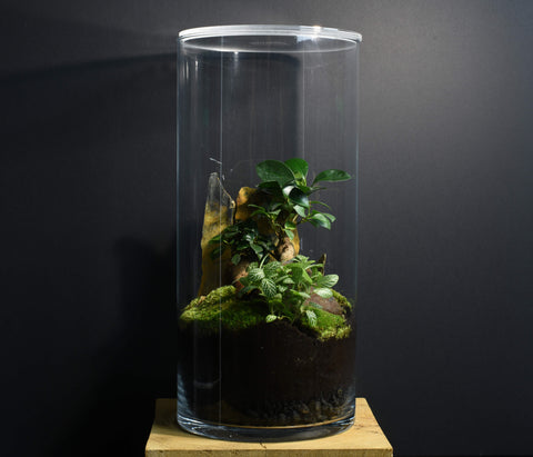 TERRARIUM IWAKI