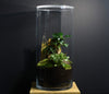 TERRARIUM IWAKI