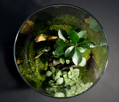 TERRARIUM IWAKI