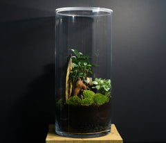 TERRARIUM IWAKI