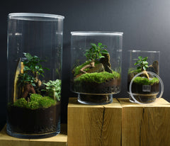 TERRARIUM IWAKI