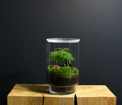 TERRARIUM ORIGINAL #12