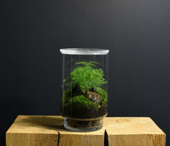 TERRARIUM ORIGINAL #12