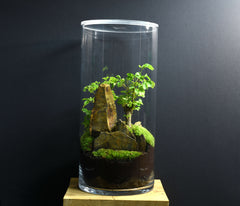 TERRARIUM YOKO