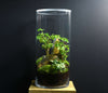 TERRARIUM YOKO