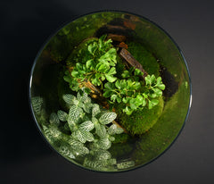 TERRARIUM YOKO