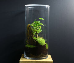 TERRARIUM YOKO