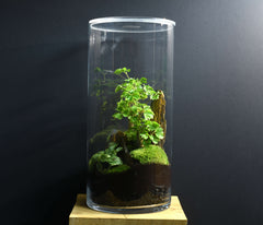 TERRARIUM YOKO