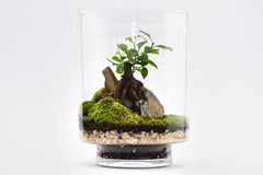 Yamayama Terrarium kit réalisation facile - Ficus