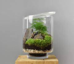 Yamayama Terrarium kit design - Asparagus