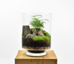 Yamayama Terrarium kit design - Asparagus