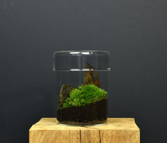 TERRARIUM ZAŌ